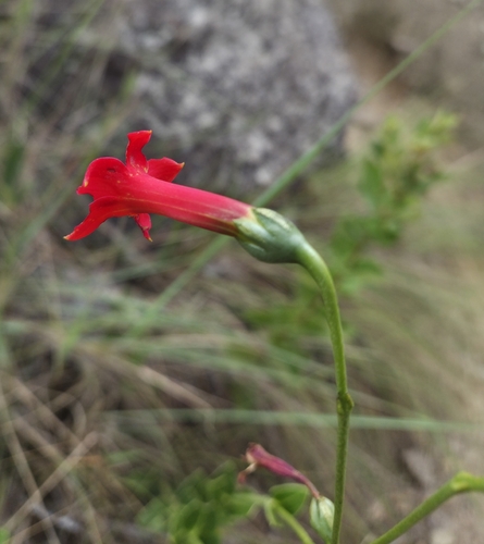 Calolisianthus pedunculatus