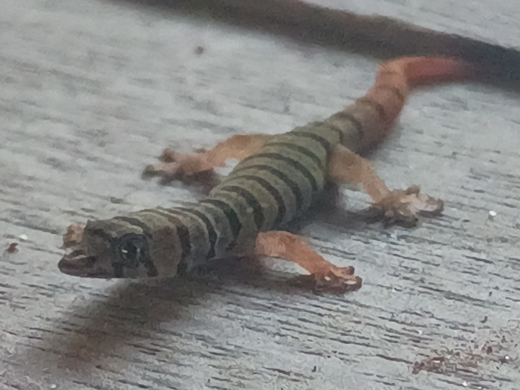 Ashy Gecko from Flying Bonefish Seaplane Base, Marathon, FL 33050, USA ...