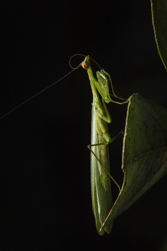 Genus Chloromiopteryx · iNaturalist