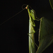 Chloromiopteryx - Photo 由 Projeto Mantis 所上傳的 (c) Projeto Mantis，保留所有權利