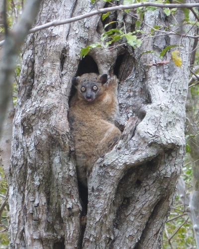 Hubbard's Sportive Lemur