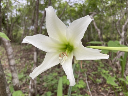 Hippeastrum elegans