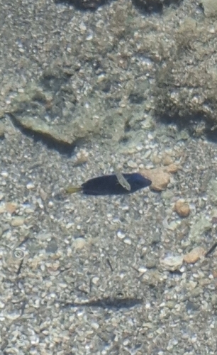 Acanthurus coeruleus
