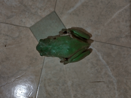 Green Tree Frog