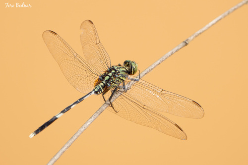 Orthetrum sabina