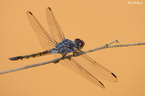 Potamarcha congener