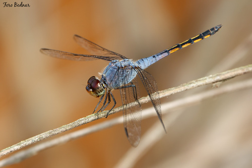 Potamarcha congener