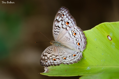 Junonia atlites