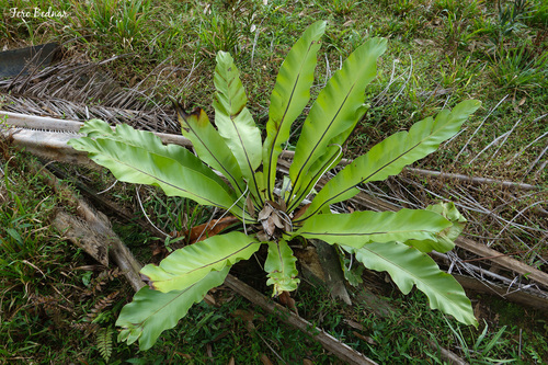 Asplenium nidus