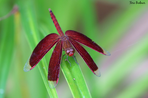 Neurothemis fluctuans