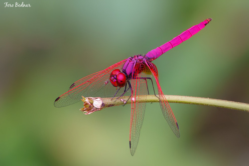 Trithemis aurora
