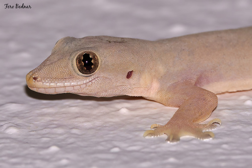Hemidactylus platyurus