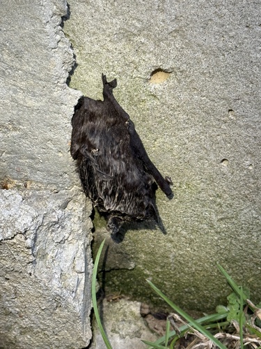 Silver-haired Bat observed by sgttibbs