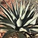 Verde Valley Agave - Photo (c) brettaugust, all rights reserved