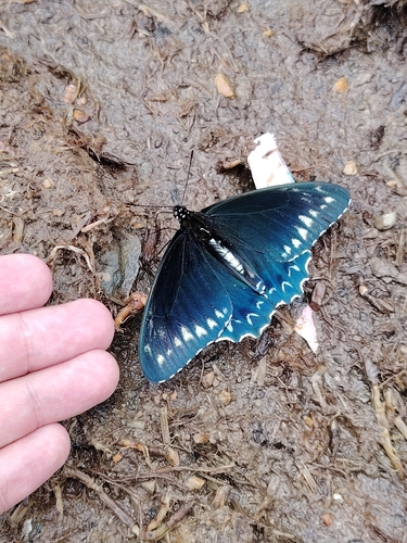 Madyes Swallowtail