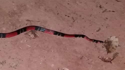Guibe's Flame Snake