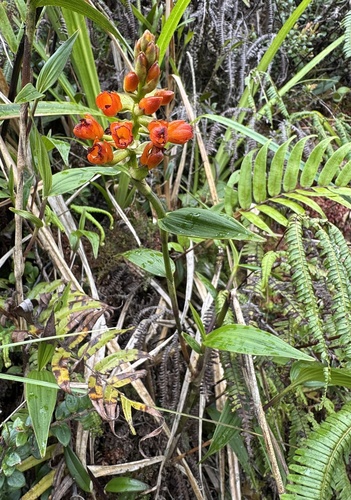 Orange Elleanthus