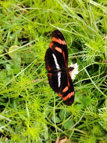 Podotricha telesiphe