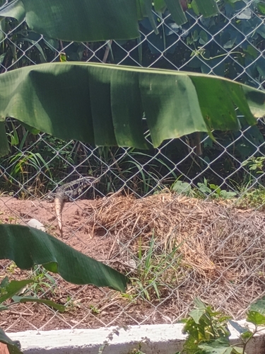Argentine Black-and-white Tegu