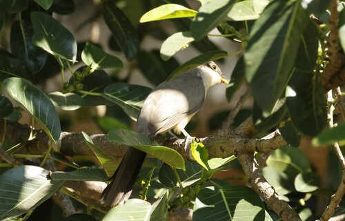 Yellow-billed Cuckoo observed by don54