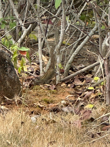 Maritime Striped Squirrel