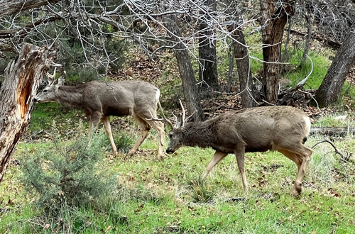 iNaturalist observation 2026-02-17