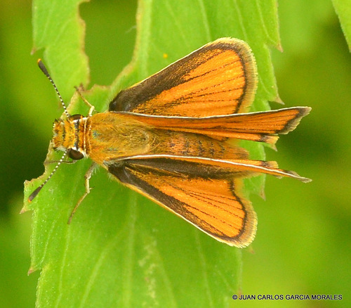 Southern Skipperling