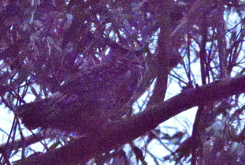 View observation of {o.common_name} on iNaturalist