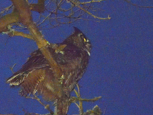 View observation of {o.common_name} on iNaturalist