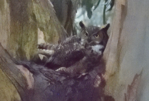 View observation of {o.common_name} on iNaturalist