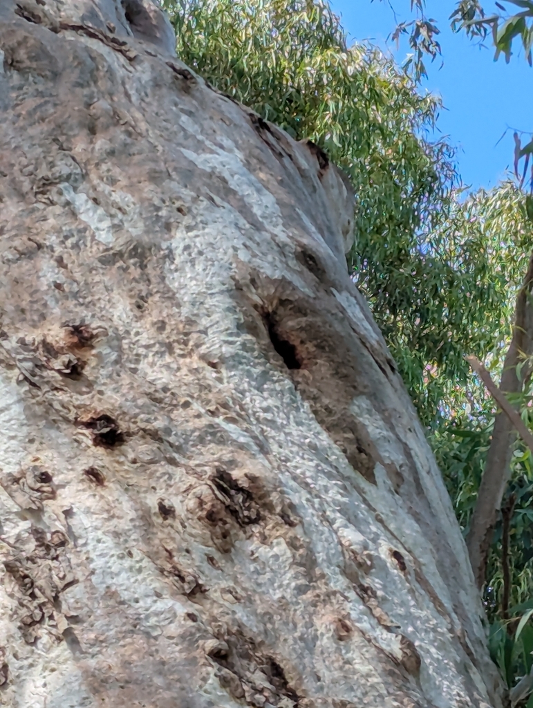 Western Honey Bee from Stop 71 Bald Hills Rd - South East side, Mount ...
