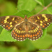 Mariposa Parche Naranja - Photo (c) Juan Carlos Garcia Morales, todos los derechos reservados, subido por Juan Carlos Garcia Morales