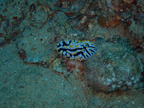 Phyllidia varicosa