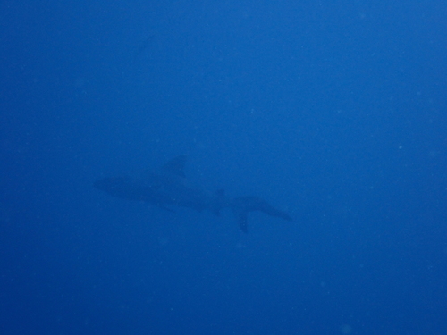 Carcharhinus amblyrhynchos