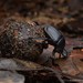 Paragymnopleurus maurus - Photo (c) Chien Lee, todos los derechos reservados, subido por Chien Lee
