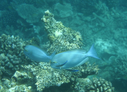 Acanthurus mata