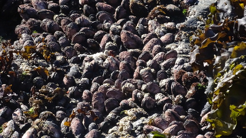 Perumytilus purpuratus