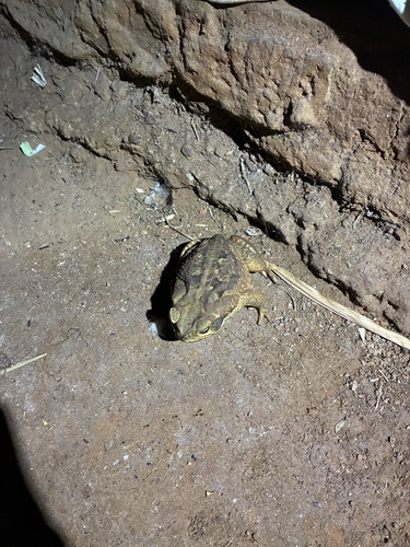 Cururu Toad