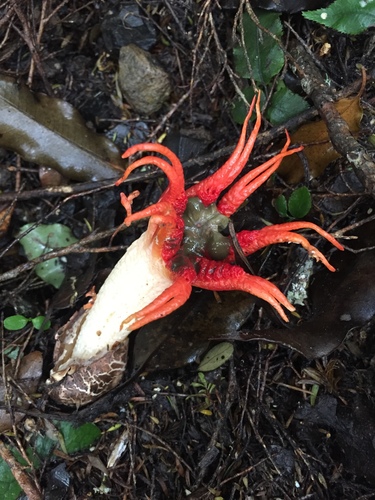 anemone stinkhorn fungus