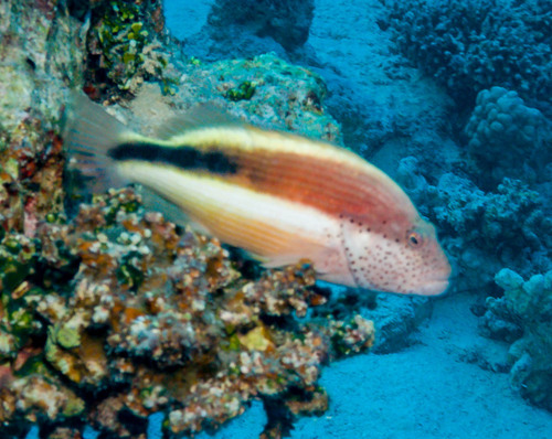 Paracirrhites forsteri