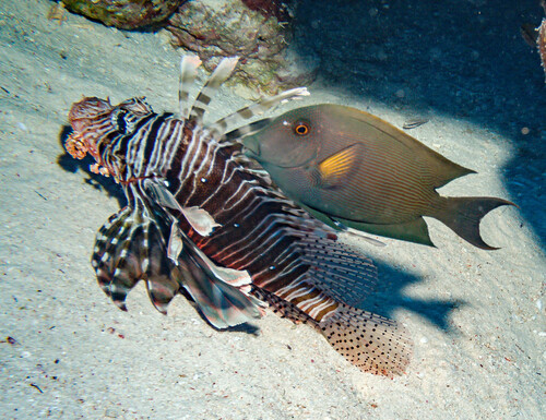 Ctenochaetus striatus