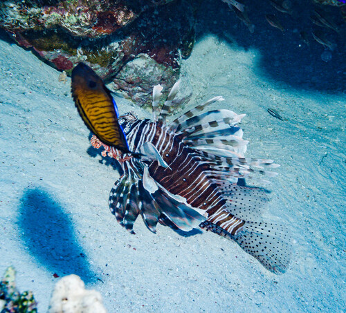 Pterois miles