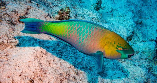 Scarus ferrugineus