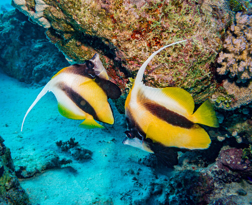 Heniochus intermedius