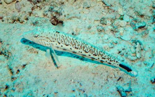 Parapercis hexophtalma