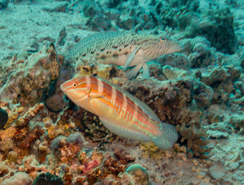 Coris caudimacula