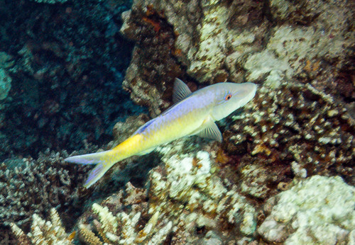 Parupeneus cyclostomus
