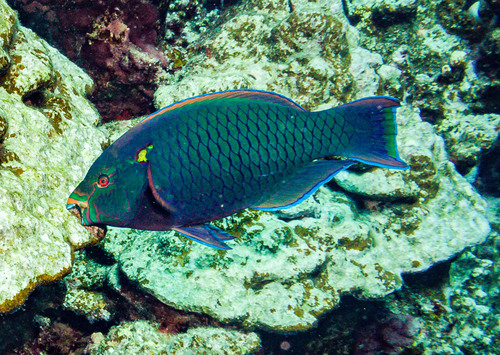 Scarus niger