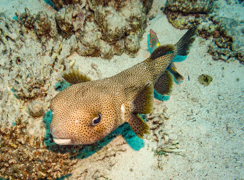 Spotted Porcupinefish — seen at this dive site