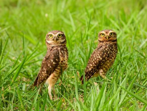 Burrowing Owl